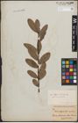 Foto von Salix denticulata Andersson